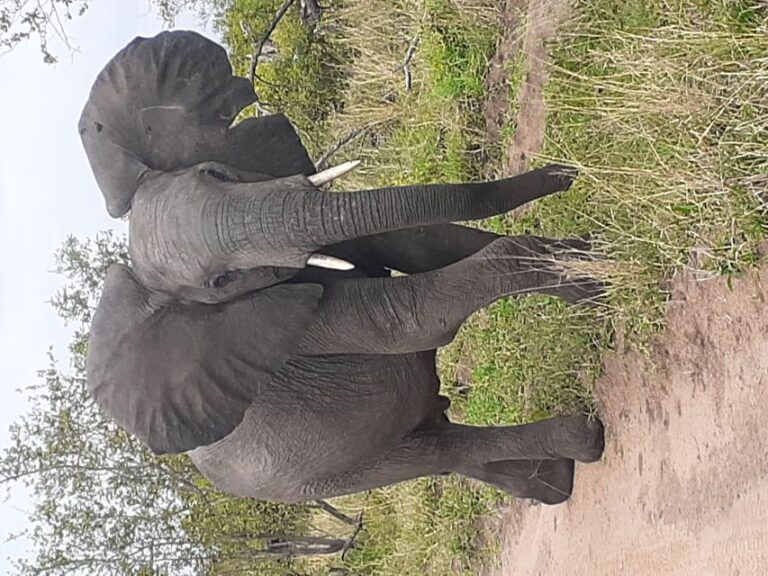 From Malelane: Kruger National Park Full-Day Safari