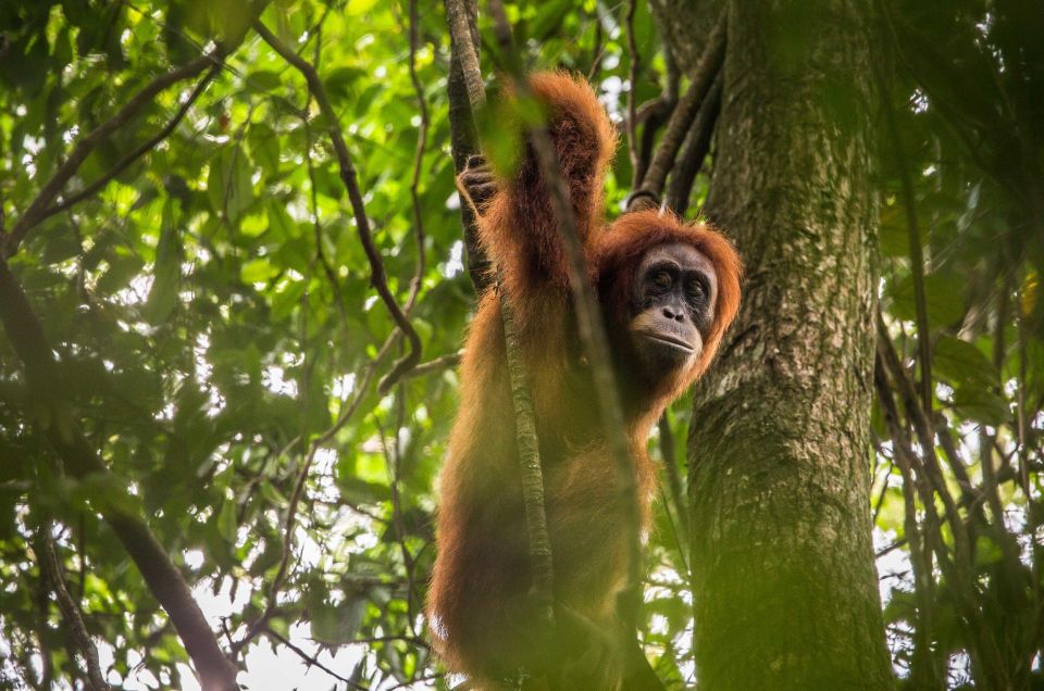 From Medan: Mount Leuser National Park Full-Day Trip - Key Points