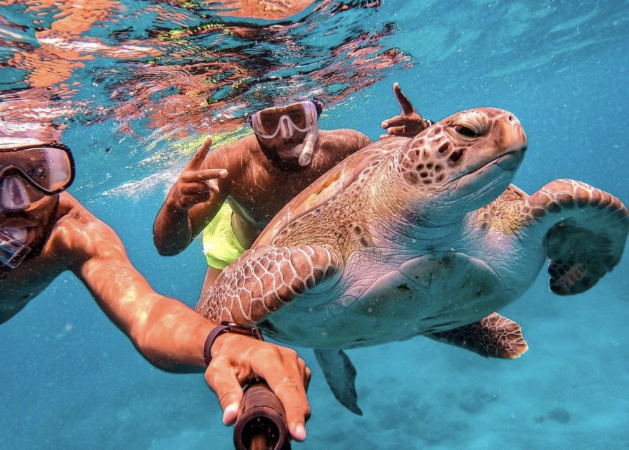 From Mindelo: São Vicente's Enchanting Sea Turtle Snorkeling - Key Points