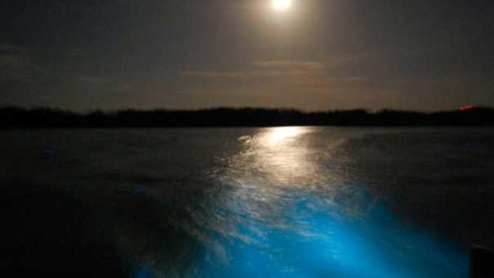 From Montego Bay: Luminous Lagoon Nighttime Boat Tour - Key Points