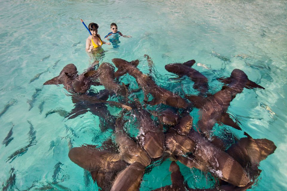 From Nassau: Exuma Swimming Pigs, Sharks and More - Just The Basics