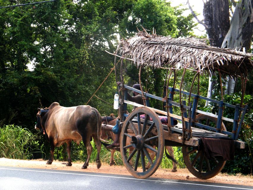 From Negombo: Dambulla Caves & Kaudulla National Park Safari - Key Points