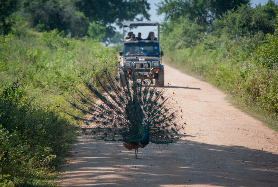 From Negombo: Udawalawa National Park Wildlife Safari - Key Points