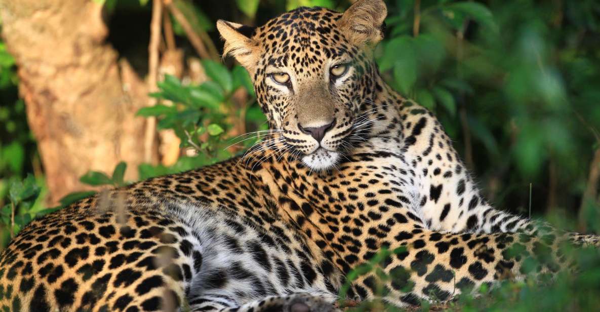 From Negombo: Wilpattu National Park Safari Tour - Key Points