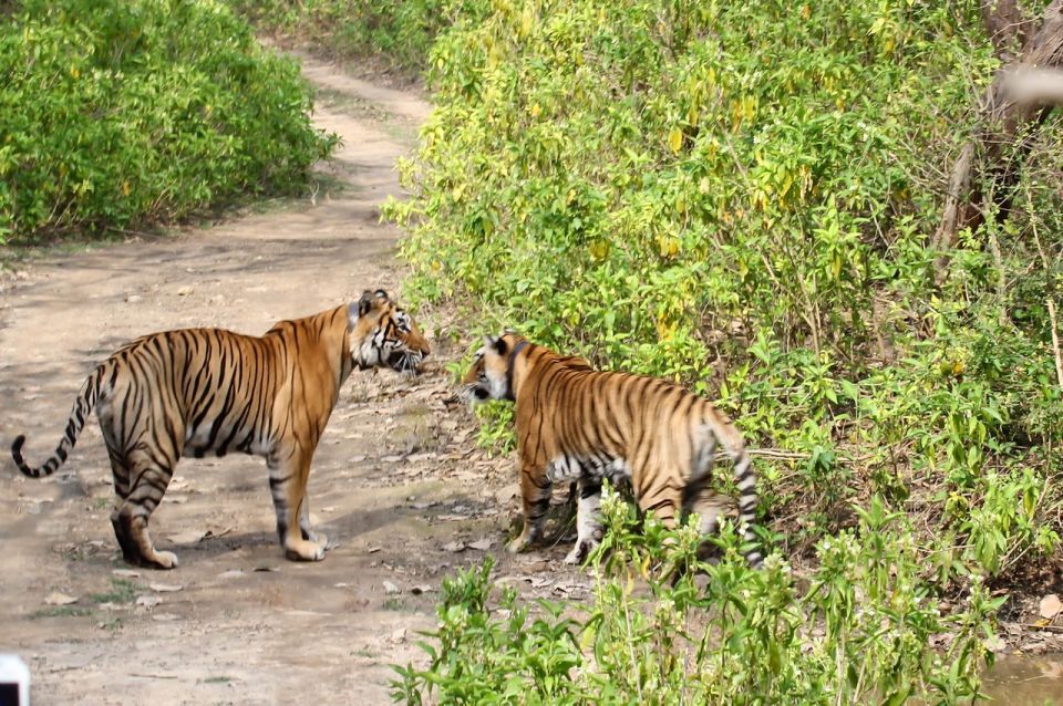 From New Delhi: 3-Day Sariska Tiger Reserve Private Tour - Key Points