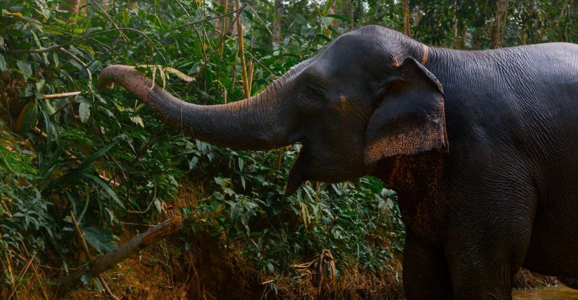 From Phuket: Khao Lak Elephant Sanctuary Full-Day Tour - Key Points