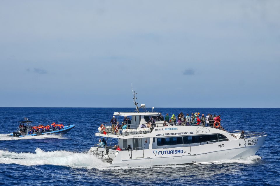 From Ponta Delgada: Whale and Dolphin Watching Trip - Key Points