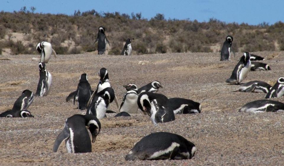 From Puerto Madryn: Penguin Tour & Península Valdés Day Trip - Key Points