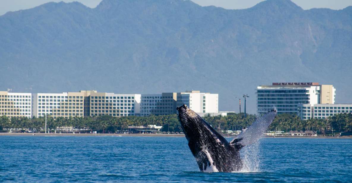From Puerto Vallarta/Nuevo Vallarta: Whale Watching Cruise - Key Points