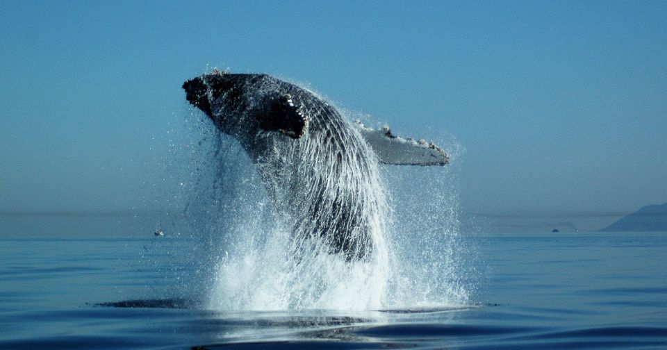 From Punta Cana: Full-Day Whale Watching - Just The Basics