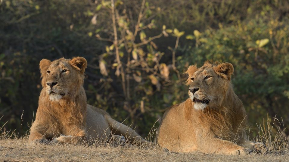 From Rajkot: Gir Somnath Weekend Tour - Key Points