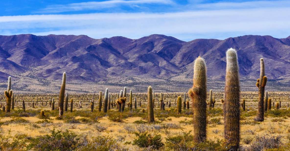 From Salta: Cachi and Los Cardones National Park Tour - Key Points