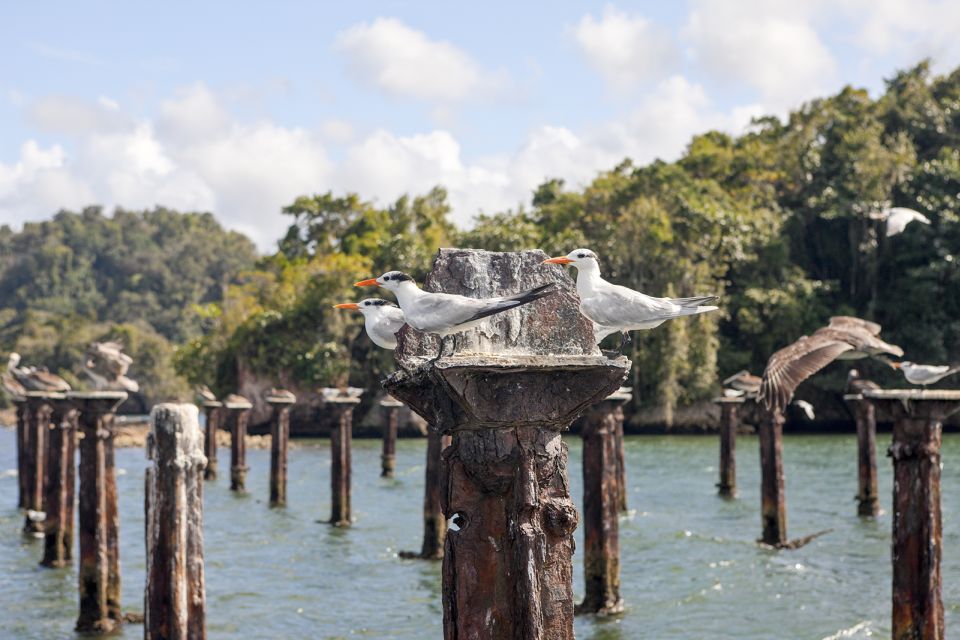 From Samana: Los Haitises Boat and Walking Tour With Lunch - Just The Basics