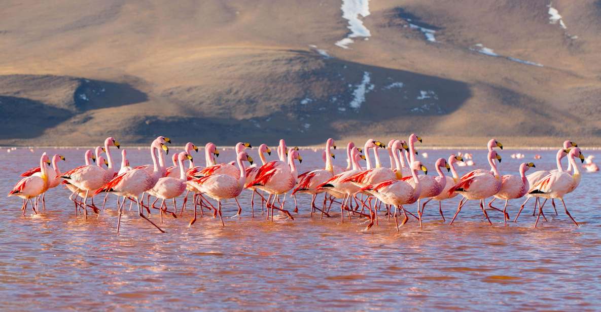 From San Pedro De Atacama: Uyuni Salt Flat 4-Days - Key Points