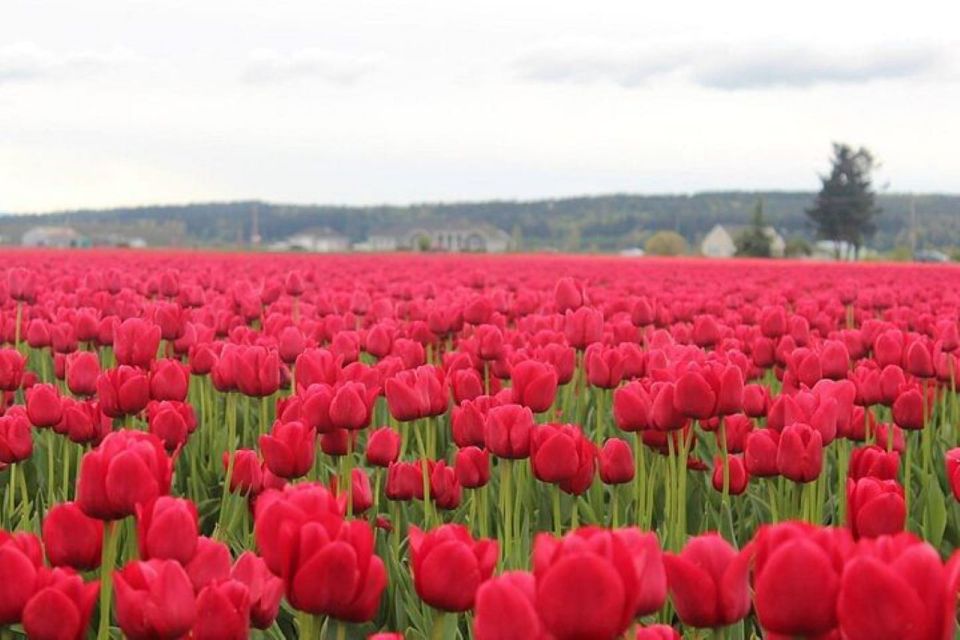 From Seattle:Tulip Festival at Skagit Valley and La Conner - Key Points