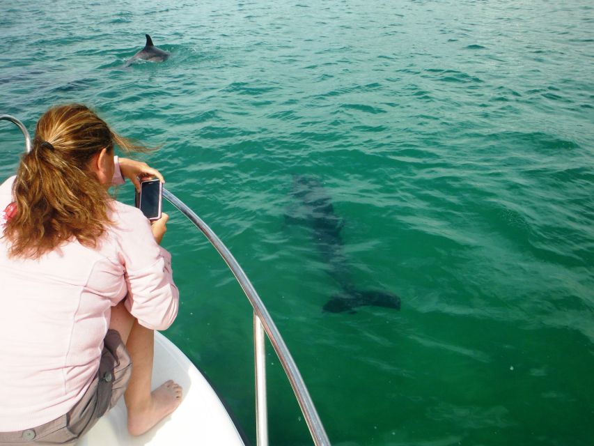 From Sesimbra: Arrábida Dolphin Watching Boat Tour - Key Points