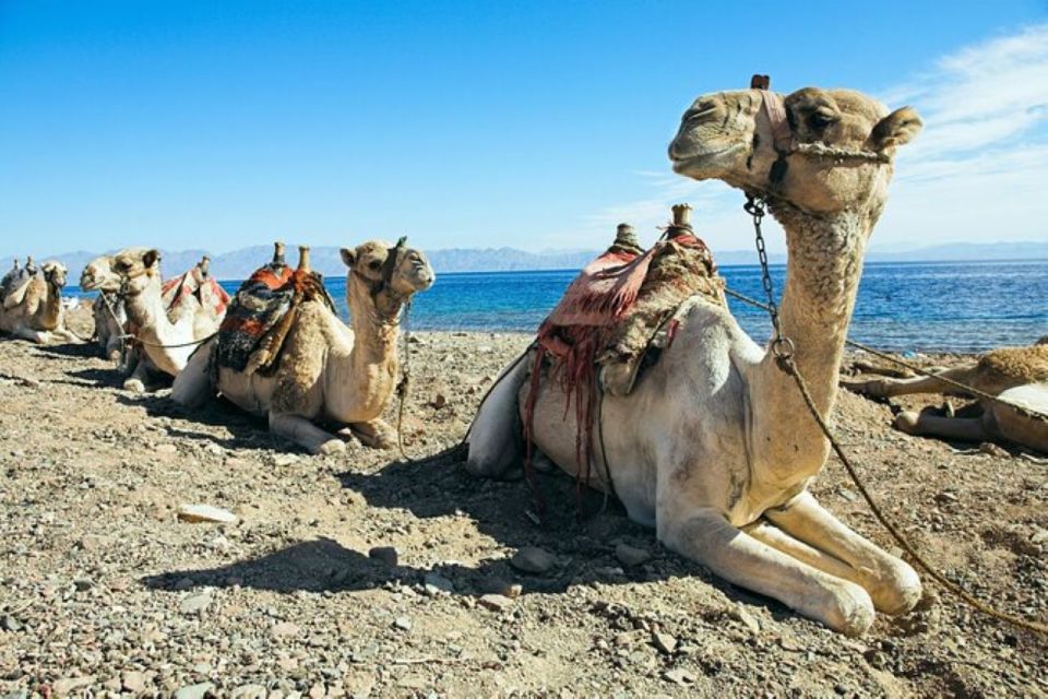 From Sharm: Red Canyon, Dahab, ATV, Camel & Snorkeling Tour - Key Points