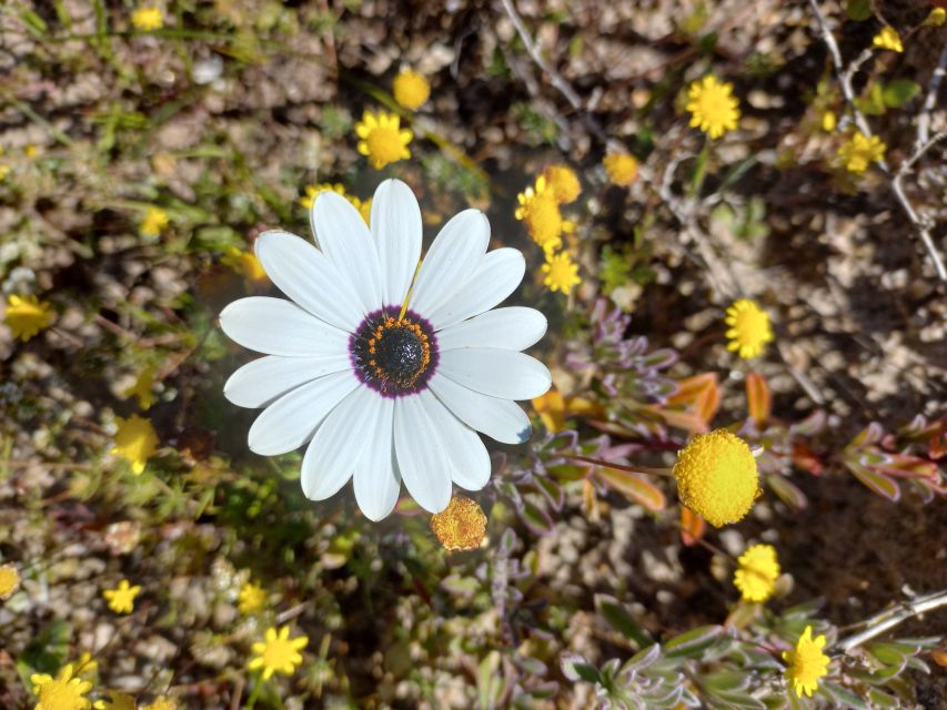 From Stellenbosch: Wildflower West Coast Guided Private Tour - Just The Basics