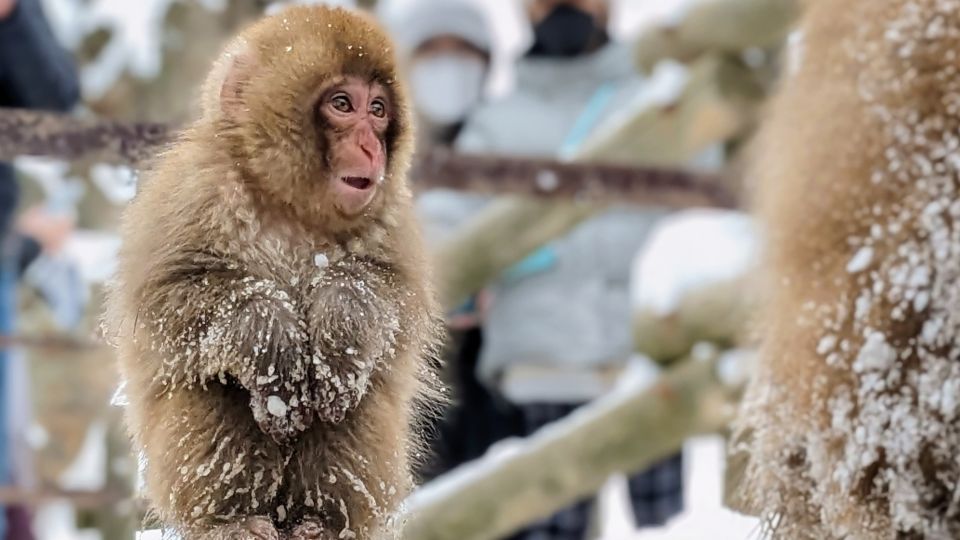 From Tokyo: Snow Monkey 1 Day Tour With Beef Sukiyaki Lunch - Key Points
