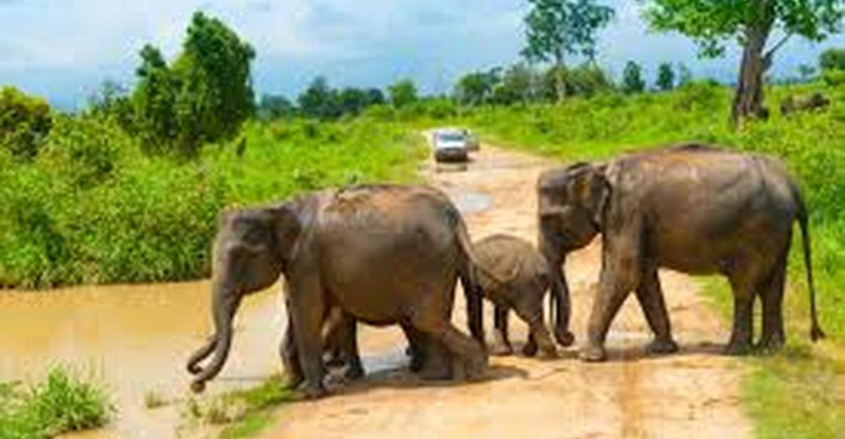 From Udawalawe :-National Park Thrilling Full-Day Safari - Key Points