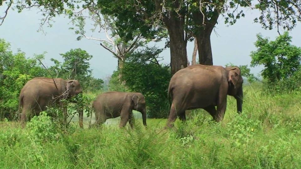 From Udawalawe :-National Park Thrilling Half-Day Safari - Key Points