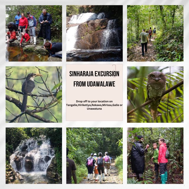 From Udawalawe:Sinharaja Rain Forest Private Day Tour - Key Points