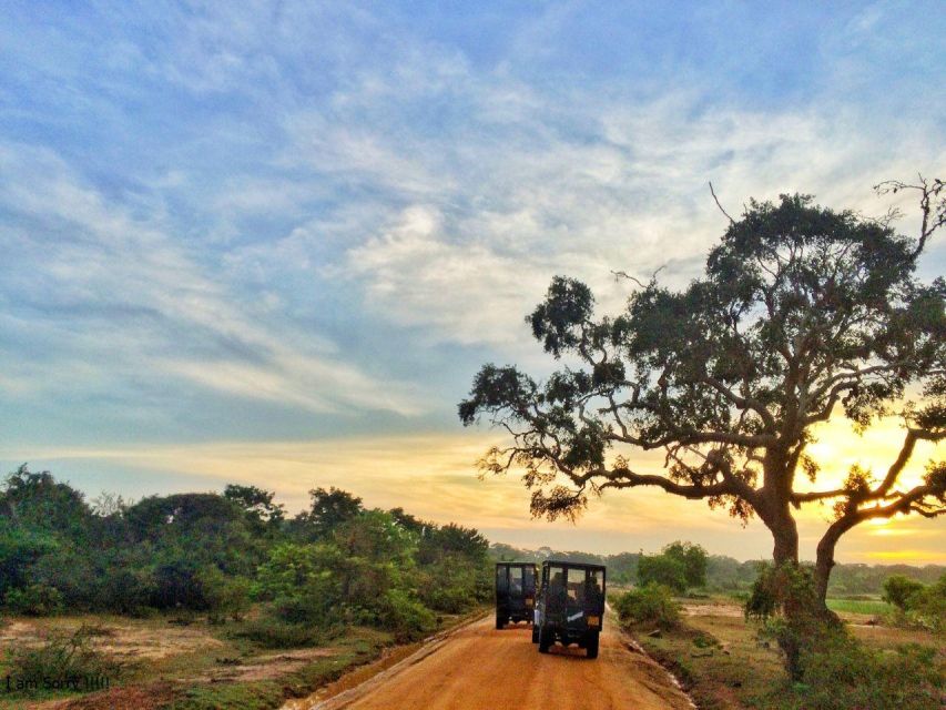 From Yala: Full-Day Private Leopard Safari With Lunch - Key Points