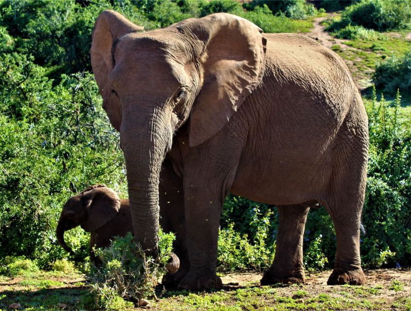 Full Day Addo Elephant National Park Safari - Just The Basics