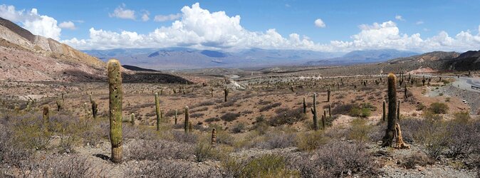 Full-Day Cachi and Los Cardones National Park From Salta - Key Points