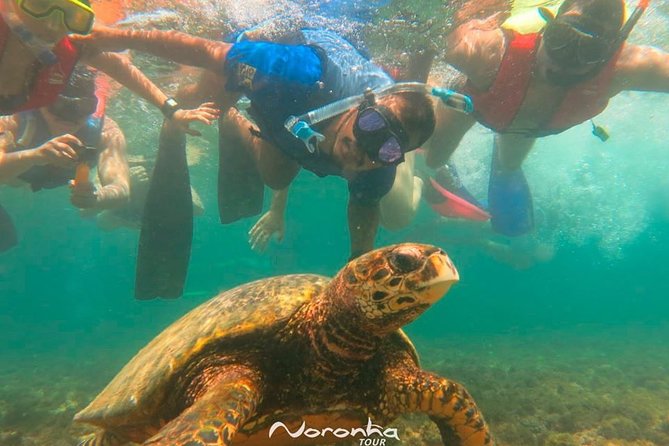 Full Day Guided Tour to Fernando De Noronha Island - Key Points