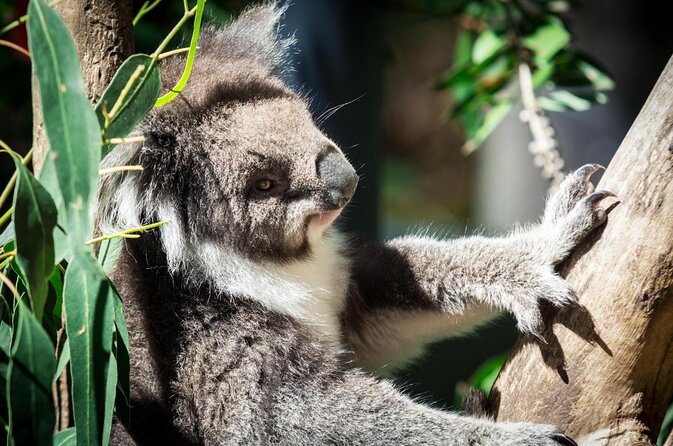 Full-Day Guided Wildlife Tour in Yarra Valley Safari - Key Points