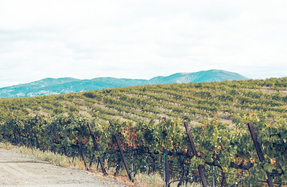 Full-Day Inclusive Wine Tasting Tour From Santa Barbara - Key Points