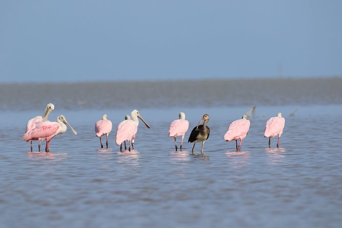 Full-Day Kayak Adventure in the Everglades - Just The Basics