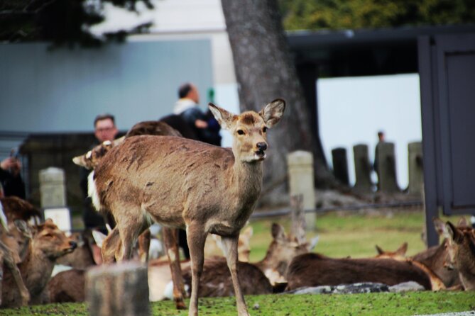 Full Day Kyoto and Nara Guided Tour - Key Points