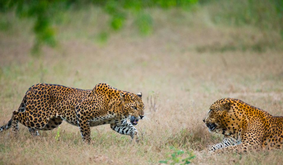Full-Day Leopard Safari at Yala With Picnic Lunch - Key Points