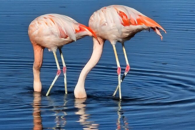 Full Day Tour to Piedras Rojas, Altiplanic Lagoons and Chaxa - Tour Overview