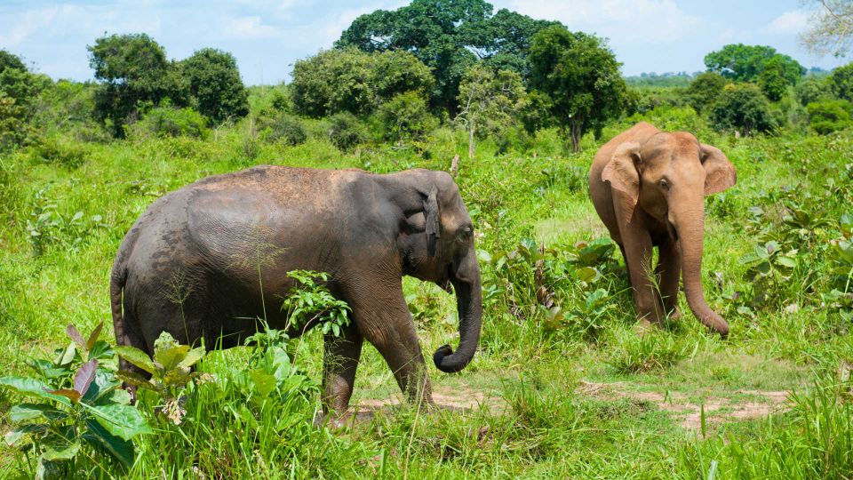 Full Day Udawalawe Safari Adventure With Lunch (Private) - Key Points