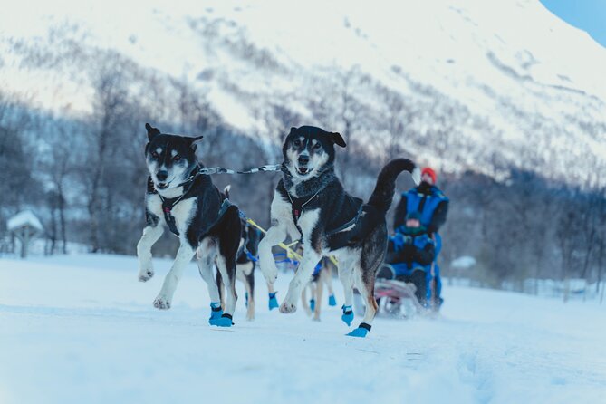 Fun & Easy Dog Sledding Adventure - Noon Tour - Tour Highlights