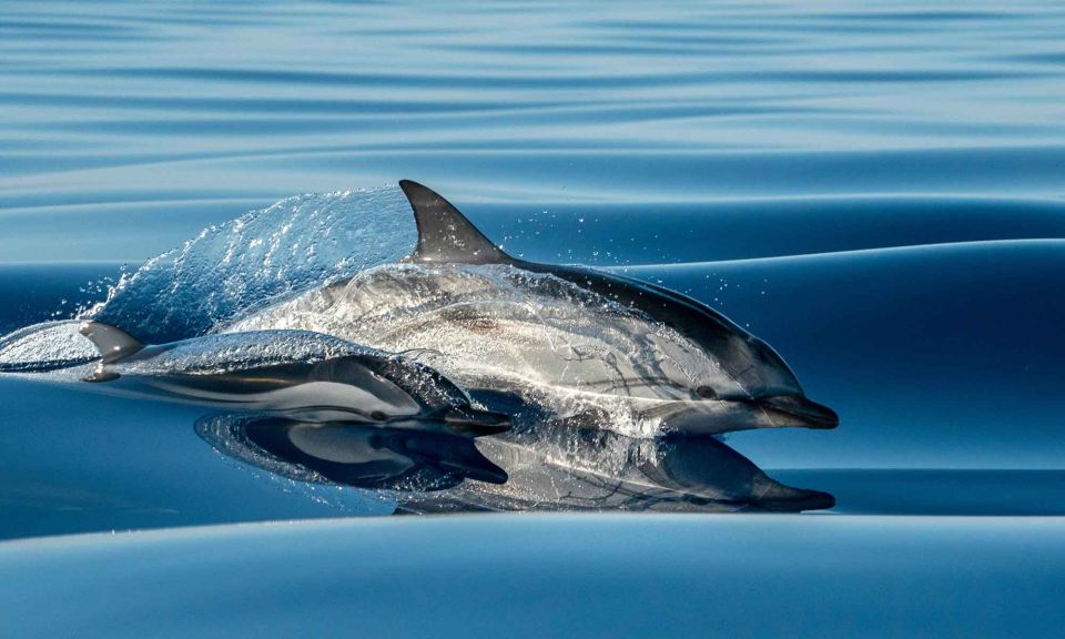 Funchal: Dolphin and Whale Watching Cruise - Key Points