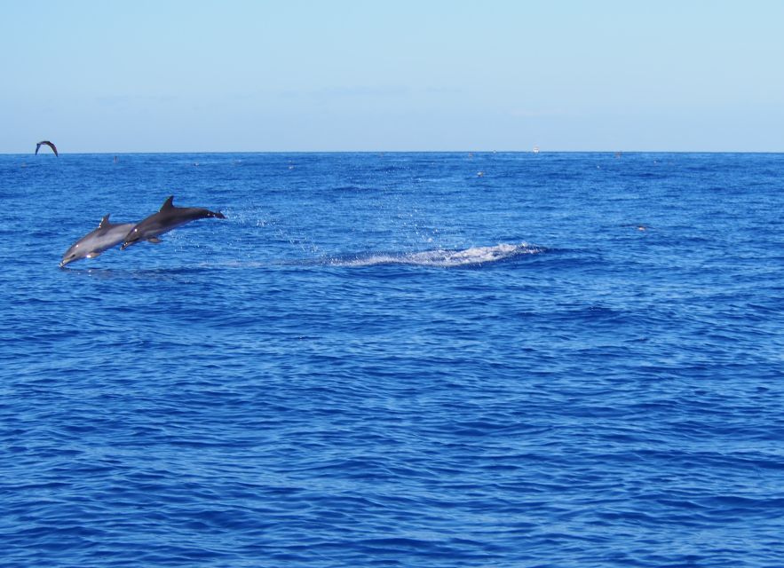 Funchal: Private Catamaran Tour With Dolphin Watching - Key Points