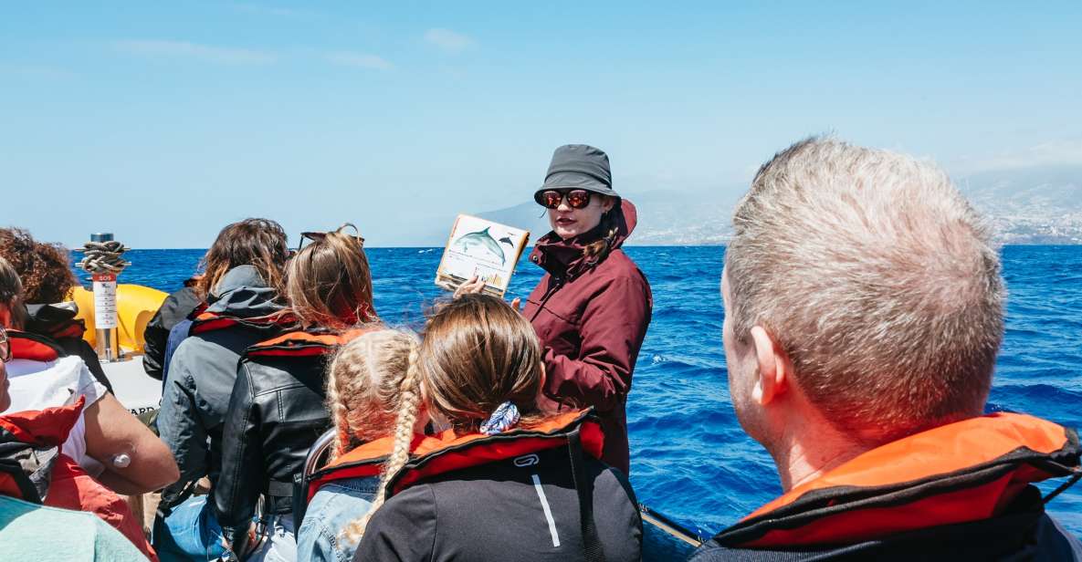 Funchal: Whale and Dolphin Watching Speed Boat Tour - Key Points