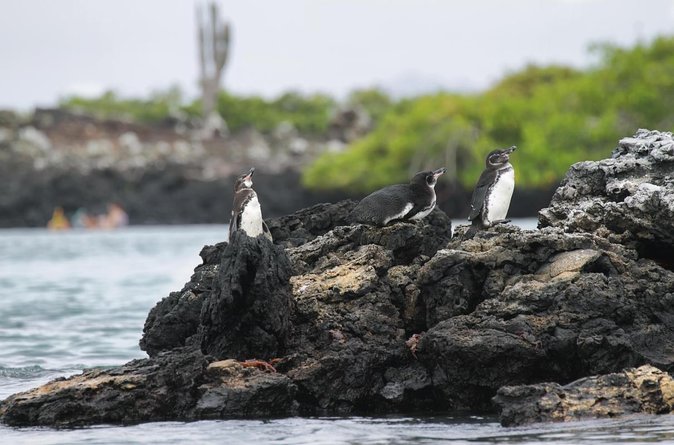 Galapagos Intensive 5 Days, Land Base (3islands) Excludes Galapagos Flight - Key Points