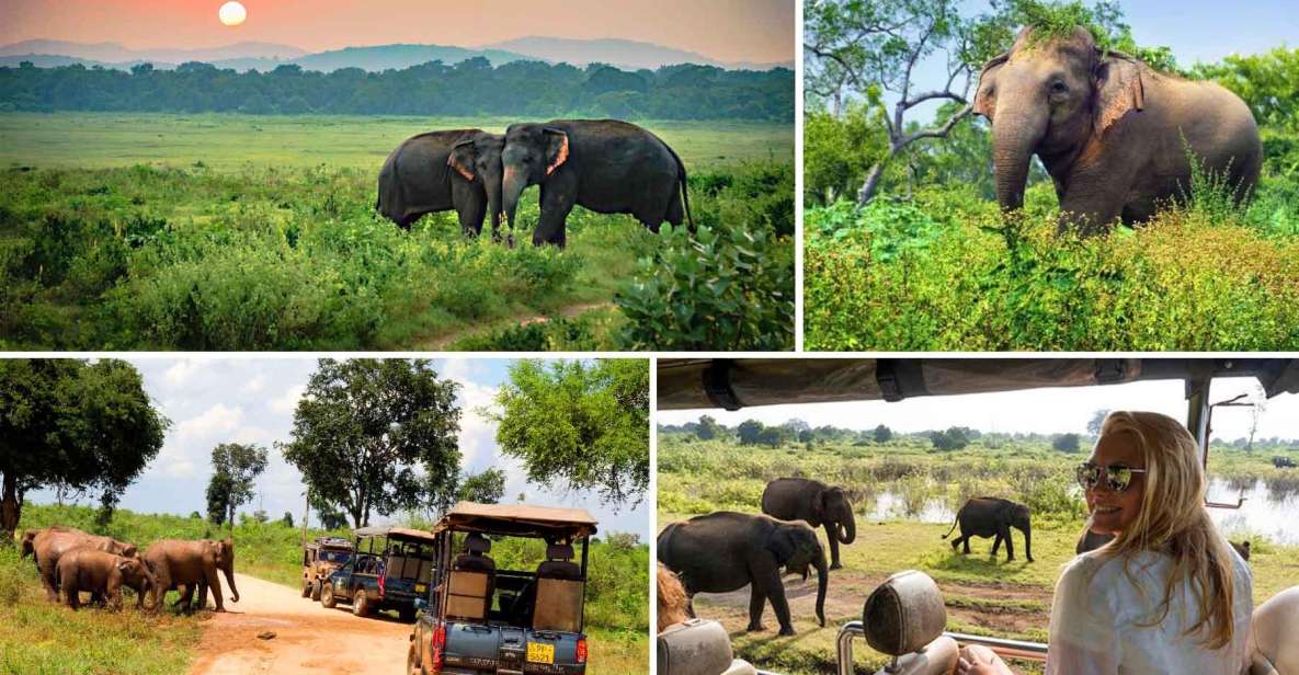 Galle (Hikkaduwa) To Udawalawe National Park Safari Tour - Key Points