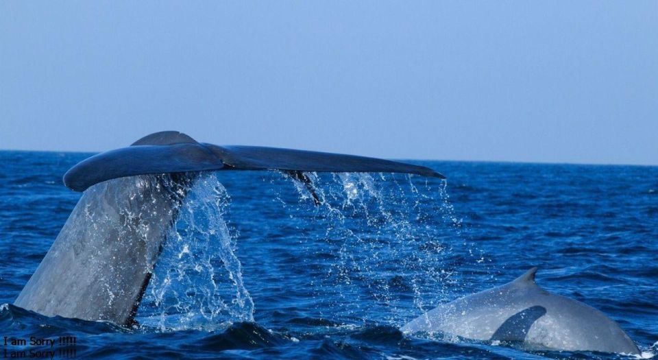 Galle: Mirissa Majesty: Exclusive Whales & Dolphins Cruise - Key Points