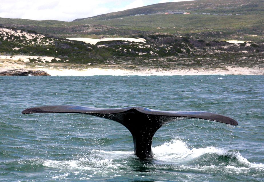 Gansbaai: Shark Dive & Whale Watching Combo Boat Trip - Just The Basics