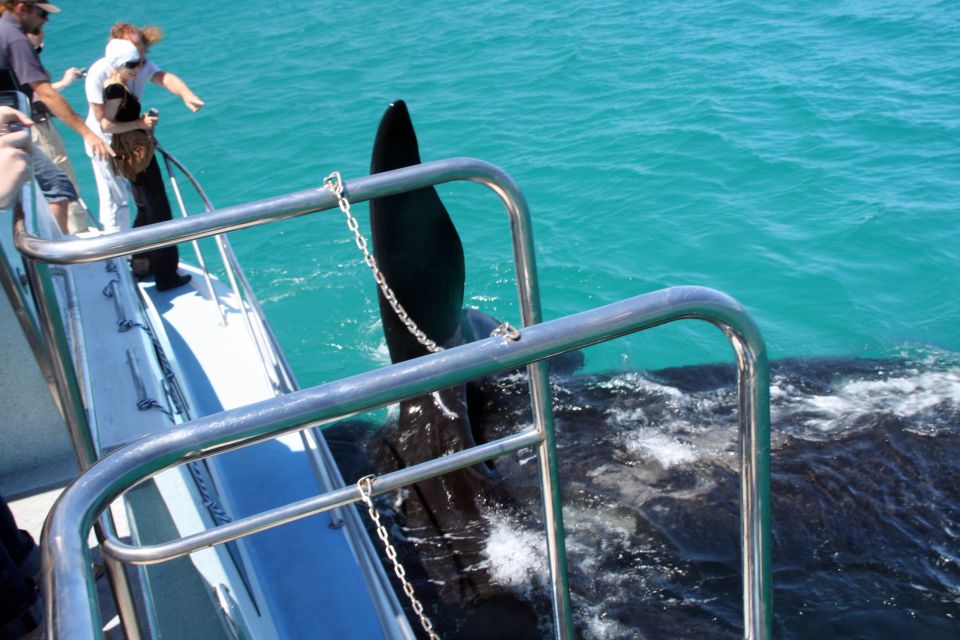 Gansbaai: Whale Watching Trip by Boat - Just The Basics