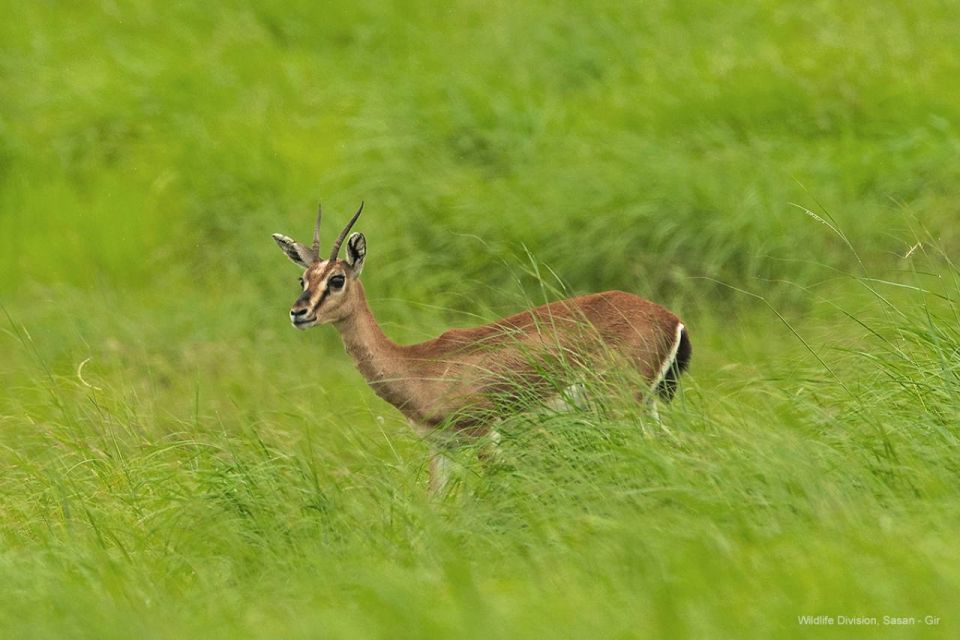 Gir National Park: Gir Forest Lion Safari in Open Jeep - Key Points