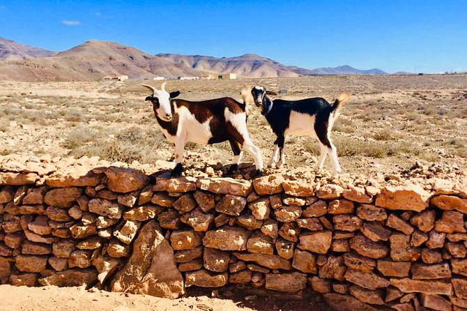 Goat Trekking Fuerteventura - Booking Information