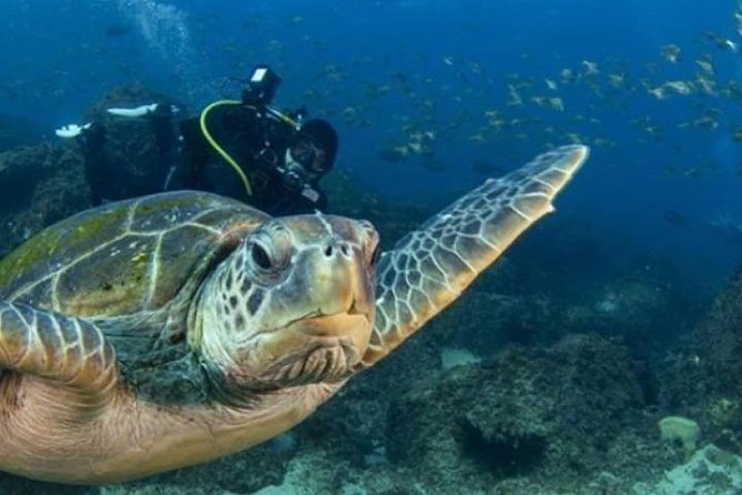 Gold Coast Try-Scuba Experience at Cook Island Aquatic Reserve - Key Points