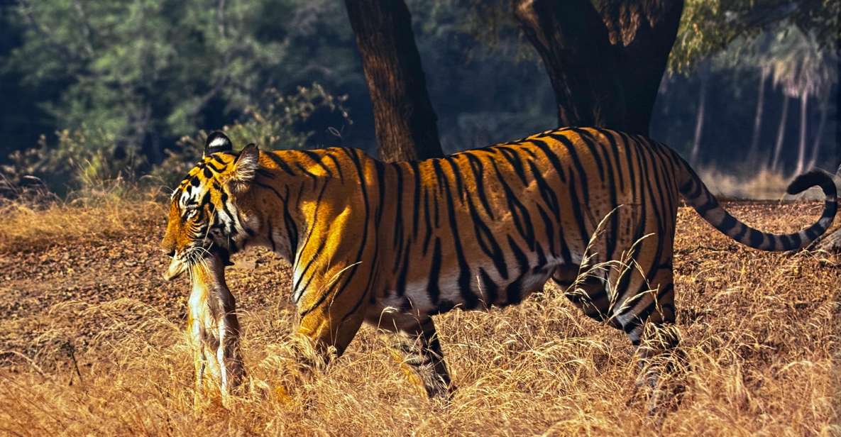 Golden Triangle Tour With Ranthambore by Car 6 Nights 7 Days - Key Points